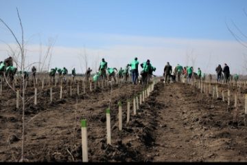 Luna Plantării Arborilor – Romsilva va planta circa 20 de milioane de puieţi. Ministerul Mediului anunță acţiuni de împădurire, popularizare şi educaţie forestieră