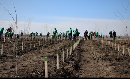 Luna Plantării Arborilor – Romsilva va planta circa 20 de milioane de puieţi. Ministerul Mediului anunță acţiuni de împădurire, popularizare şi educaţie forestieră