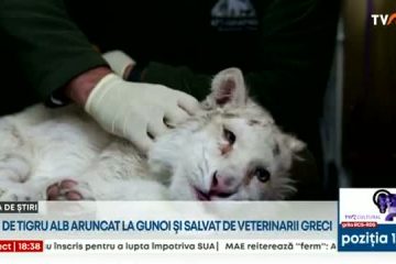 Medicii veterinari din Grecia se luptă pentru viaţa unui pui de tigru alb. Felina fusese aruncată la pubela din parcarea grădinii zoologice din Atena