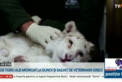 Medicii veterinari din Grecia se luptă pentru viaţa unui pui de tigru alb. Felina fusese aruncată la pubela din parcarea grădinii zoologice din Atena