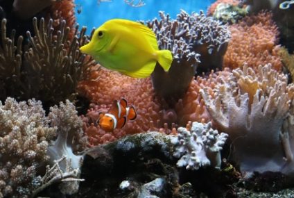 STUDIU | Fauna şi flora, în declin în recifele de corali din Australia, unde apa se încălzeşte