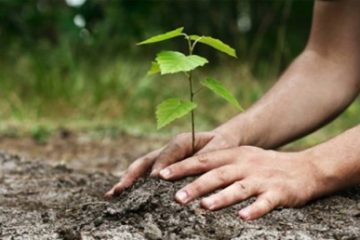 Primul contract de împădurire prin PNRR. 83 de hectare de teren agricol vor fi transformate în pădure