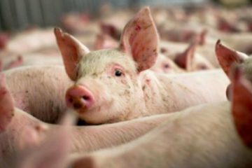 Focar de pestă porcină africană, identificat la o gospodărie din Buzău. Animalele au fost sacrificate pentru a preveni extinderea bolii