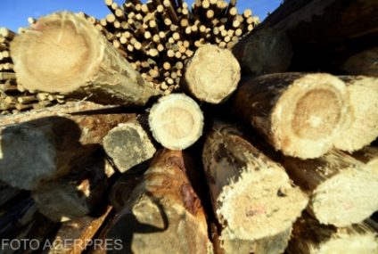 Ministerul Mediului propune dezvoltarea unui sistem național de monitorizare video a tranurilor de lemn