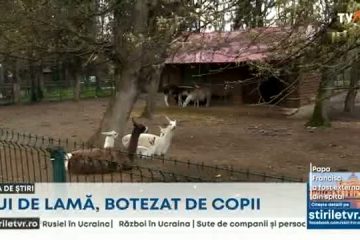 Eveniment inedit la Gradina Zoologică de la Bucov. Un pui de lamă, născut de curând, a fost botezat în prezenţa a zeci de copii