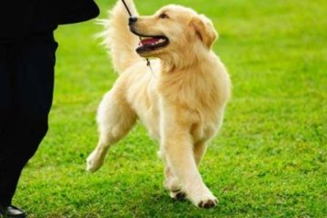 Un nou târg pentru adopţii de câini va avea loc în Parcul Circului din Capitală