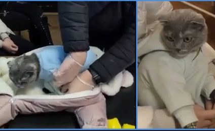 O traficantă și-a deghizat pisica în bebeluș și i-a băgat substanțe interzise în scutece