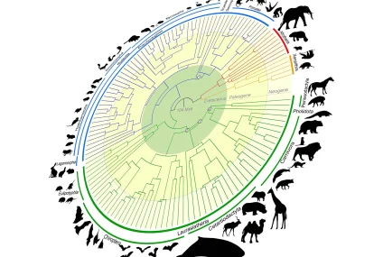 Arborele vieții mamiferelor redefinit: Mașina timpului genomic urmărește 100 de milioane de ani de evoluție – SciTechDaily