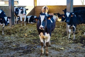 Asociaţia Forţa Fermierilor: Reducerea preţului laptelui la raft, suportată de fermieri! Se solicită intervenția Consiliului Concurenței