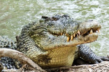 Prima „naștere virgină” găsită la un crocodil american în timp ce reptilă petrece 16 ani în izolare – Fox News