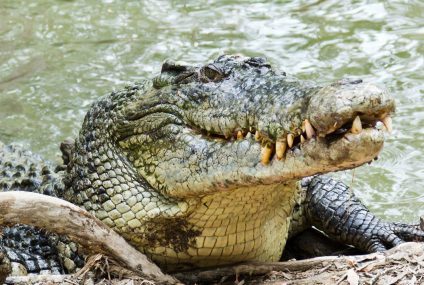 Prima „naștere virgină” găsită la un crocodil american în timp ce reptilă petrece 16 ani în izolare – Fox News