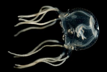 Surprising jellyfish finding challenges what’s known about learning and memory – CNN