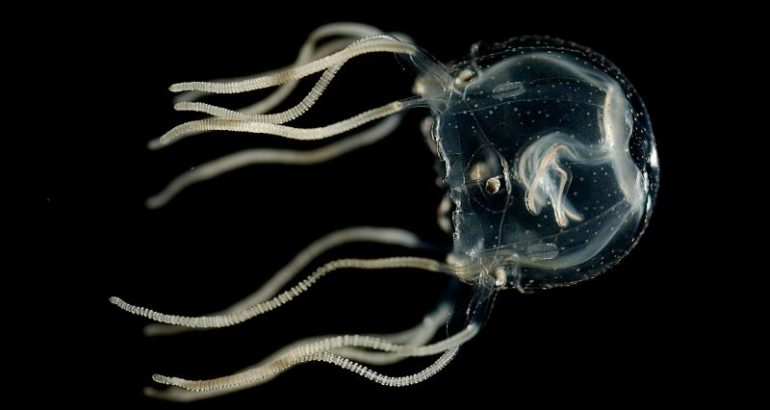 surprising-jellyfish-finding-challenges-what’s-known-about-learning-and-memory-–-cnn