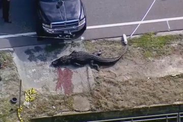 Florida alligator spotted with ‘body in his mouth’ – Fox News