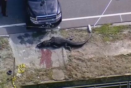 Florida alligator spotted with ‘body in his mouth’ – Fox News