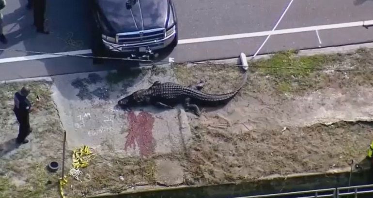 florida-alligator-spotted-with-‘body-in-his-mouth’-–-fox-news