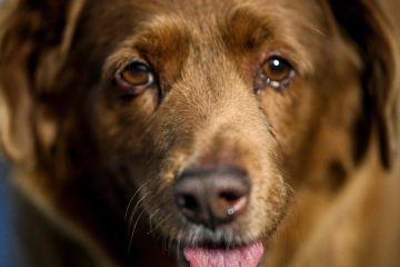 Bobi, the world’s oldest dog, dies at 31 – CBS News