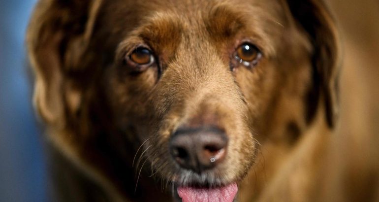 bobi,-the-world’s-oldest-dog,-dies-at-31-–-cbs-news
