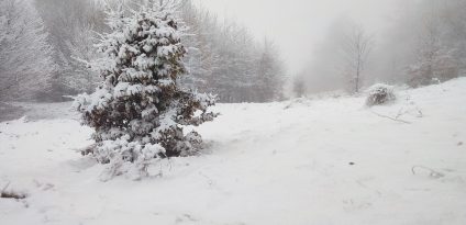 Strat de zăpadă de 7-8 centimetri în zonele mai înalte din judeţul Sălaj