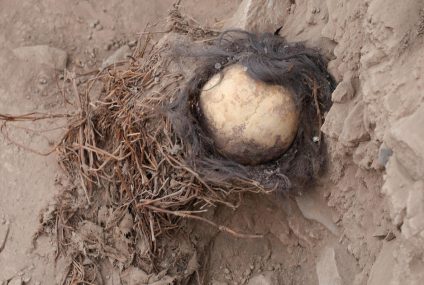 Archaeologists discover mummies of children that may be at least 1,000 years old – and their skulls still had hair on them – CBS News