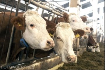 UE exclude fermele de bovine de la regulile privind emisiile poluante ale activităților agricole și industriale