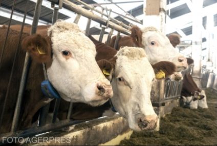 UE exclude fermele de bovine de la regulile privind emisiile poluante ale activităților agricole și industriale