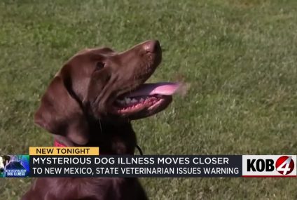 New Mexico veterinarian warns dog owners about mysterious illness spreading nationwide – KOB 4