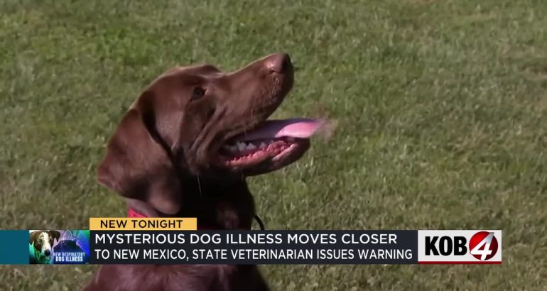 new-mexico-veterinarian-warns-dog-owners-about-mysterious-illness-spreading-nationwide-–-kob-4