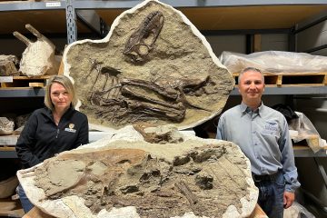 Scientists reveal first tyrannosaur fossil with preserved stomach contents – The Washington Post