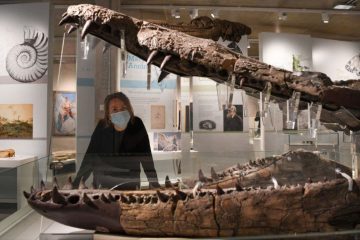 Massive sea monster skull excavated from UK’s ‘Jurassic Coast’ – Fox News