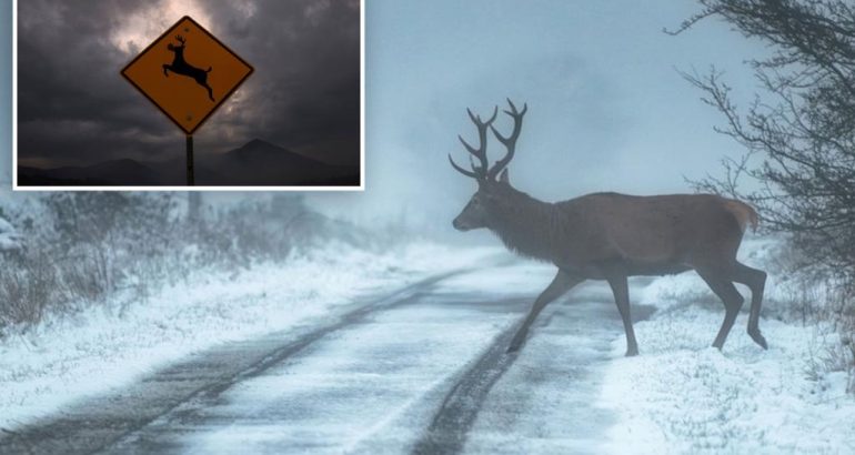 ‘zombie-deer-disease’-concerns-scientists-over-possible-spread-to-humans-–-new-york-post