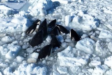 Killer whale pod trapped by sea ice in Japan has seemingly escaped, local official says – ABC News