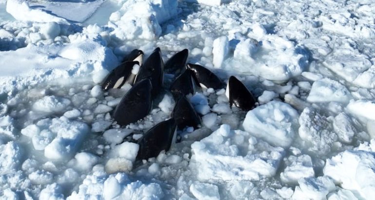 killer-whale-pod-trapped-by-sea-ice-in-japan-has-seemingly-escaped,-local-official-says-–-abc-news
