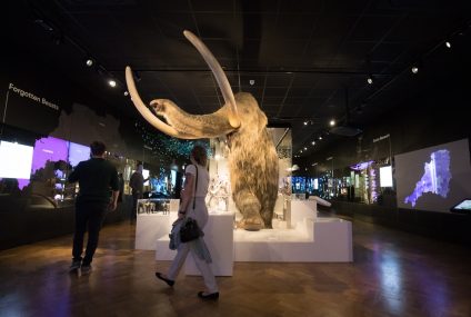 Scientists say they’re closer to reviving mammoths. What could go wrong? – The Washington Post