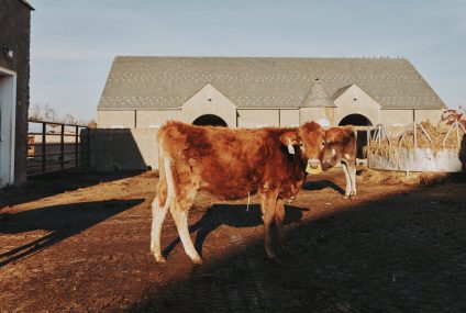 Person Infected With Bird Flu in Texas After Contact With Cattle – The New York Times