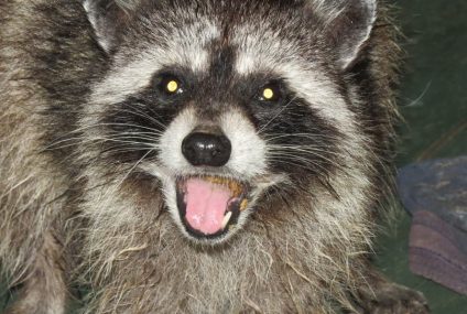 Rabid Raccoon Found In PG County Prompts Health Alert – Patch