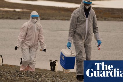 Risk of bird flu spreading to humans is ‘enormous concern’, says WHO – The Guardian