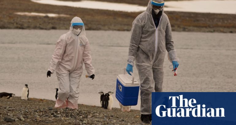 risk-of-bird-flu-spreading-to-humans-is-‘enormous-concern’,-says-who-–-the-guardian