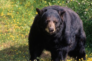 Bear shot dead after attacking 15-year-old in Arizona cabin: „Not many kids can say they got in a fight with a bear” – CBS News