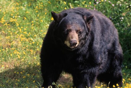 Bear shot dead after attacking 15-year-old in Arizona cabin: „Not many kids can say they got in a fight with a bear” – CBS News